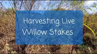 Harvesting Live Willow Stakes