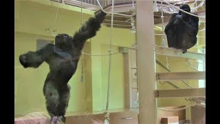 シャバーニ家族の日々120 Shabani gorilla family