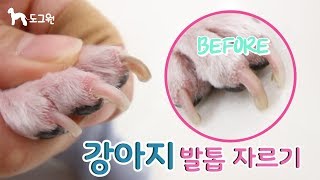 [도그원 Pet TV] 동물병원 미용실장이 알려주는 강아지 발톱 깎기! / 발톱자르기 / 꿀팁 / How to Cut Dog's Nails