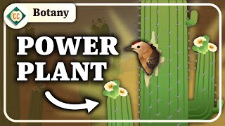 How We ALL Get Our Energy (Plants & Ecosystems): Crash Course Botany #13