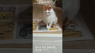 집사가 화장실 청소를 잘 하는지 감시하는 고양이 ㅋㅋㅋ 뭐 이런 애가 다있어~