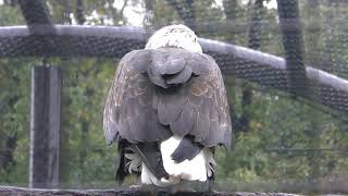 ハクトウワシの鳴き声 (東山動植物園) 2017年11月18日