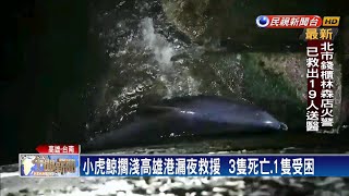 小虎鯨集體擱淺高雄港  3隻死亡.1隻受困消波塊－民視新聞