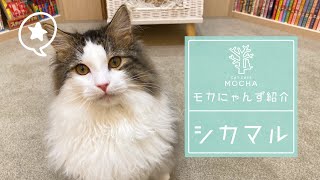 シカマル（サイベリアン♂）東久留米店