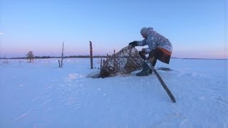 Ставьте лайки - как югорский оленевод превратил свое стойбище в место для блога