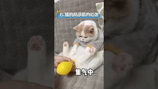 资深铲屎官也未必知晓的六大猫咪冷知识。＃猫咪冷知识＃新手养猫＃养猫知识＃养猫日常＃养猫经验＃科学养猫＃养猫人＃养猫经验分享＃宠物＃萌宠＃猫咪＃cat＃宠物日常＃宠物知识＃分享养宠经验＃猫咪的迷惑行为