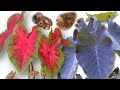 CALADIUM & COLOCASIA PREPARATION | Potting up and 