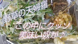 野草勉強会で採ってきた草を天ぷらにしたら強烈に美味しい草があってびっくり！！