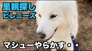 里親探しピレニーズ・やらかした！！【128 130日目】