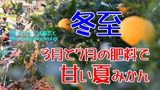 3月と7月の肥料で甘い夏みかんができました・今日もわんこは園芸と