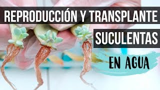 TRANSPLANTE Y CUIDADOS DE SUCULENTAS REPRODUCIDAS EN AGUA