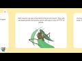 learn about stick insects bugs world