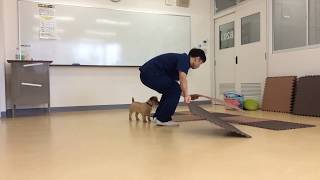 オープンキャンパス準備動物専門学校 トリマー 動物看護師 アクアリウム 動物のお仕事