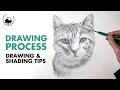 How to Draw a Cat Portrait - Drawing Tutorial