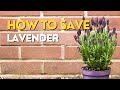 Lavender DYING OFF | Problems with LAVENDER