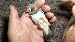 Cute Zebra Finch 20220828