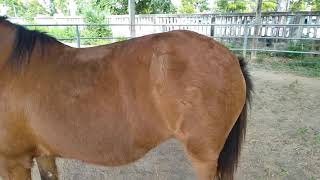 ม้าของชาลี 187 หลังจากพ่นยารักษาเหาม้าหนึ่งเดือน Chalee Horse 187 One month after spraying the horse