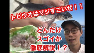 【トビウオ】さばいて試食。トビウオ解説