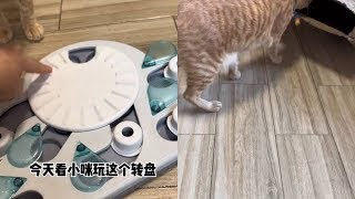 听说90%的猫都不会玩这个转盘～#养猫日常 #小猫咪智商挑战