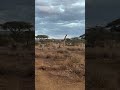 Amboseli  National park   #wakacje #podróże #kenia #kenya #amboseli #elephant #giraffe #kilimanjar