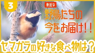 【秋の鳥❸】ヤマガラが好きな食べ物は…？【おさんぽ鳥見2022/09/28/水】