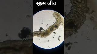 पानी में सूचना को माइक्रोस्कोप पर देखने पर देखिए कैसा दिखता है #shorts  #youtubeshorts