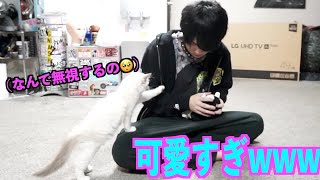 甘えん坊猫を無視してぬいぐるみを可愛がりまくった結果ww【ミュウ編】【2020/04/22】