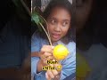 Ditempatmu namanya buah apa ges? #buah #langka #shortvideo