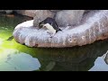 キタイワトビペンギン【油壺マリンパーク】2021 04 19