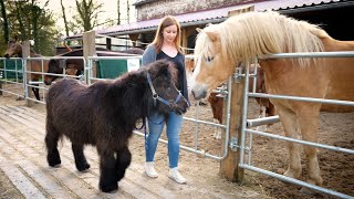 Düsseldorf engagiert sich: Cornelia Kapitzke bei „Tierhilfe Streuner \u0026 Co e.V.“