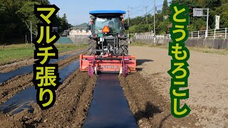 トウモロコシ圃場マルチ張りと定植その他除草剤散布21/6/1＃1239