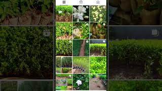 Wholesale plant nursery garden contact 7502685438