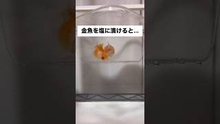 金魚を塩に漬けると... #shorts  #金魚 #アクアリウム #goldfish #ピンポンパール