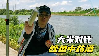 大米究竟有沒有誘魚效果？水下試驗揭露真相，對比結果很明顯