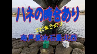 南芦屋浜北西　ハネの時合あり　フィッシングマックス芦屋店