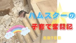 ハムスターの子育て奮闘記・生後7日目の赤ちゃん