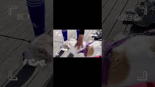 保護犬たちの同窓会 #shorts#保護犬