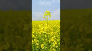 Mustard Cultivation #shorts #youtubeshorts  #mustard