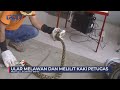 Petugas Damkar Evakuasi Ular Piton Pemangsa Hewan Ternak di Mamuju #SeputariNewsPagi 04/10