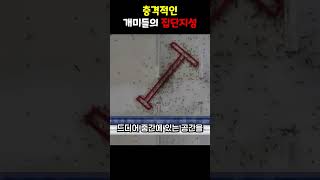 충격적인 개미들의 집단지성