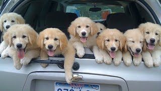 These Funniest Golden Retrievers will have you in Stitches! 🤣 Funny dog videos 2025 #9