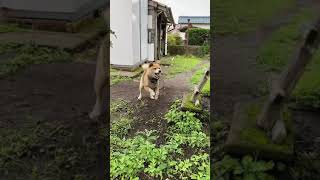 芝犬動画　頼むから高速ちょうだいちょうだいの犬