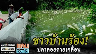 ชาวบ้านร้องปลาลอยตายเกลื่อน | แคนช่วยได้ | ข่าวช่องวัน | one31