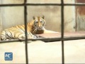 dog mom nurses siberian tiger quadruplet in china zoo