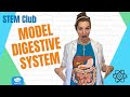 Making a Model Digestive System: Home Education Stem Club