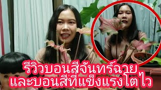 รีวิวบอนสีจันทร์​ฉาย​และบอนสีที่แข็​ง​แรง​โต​ไว