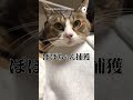 猫壺から捕獲🏺｜peco キジ白 保護猫 愛猫家 保護猫のいる暮らし browntabbyandwhite rescuedcat catlover rescuedcatlife