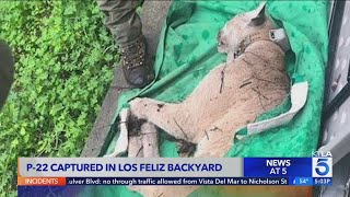 P-22 captured in Los Feliz backyard