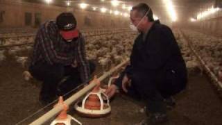 Bio-security on Canadian Chicken Farms Video