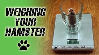 Weighing Your HAMSTER